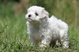 BICHON MALTAIS 054